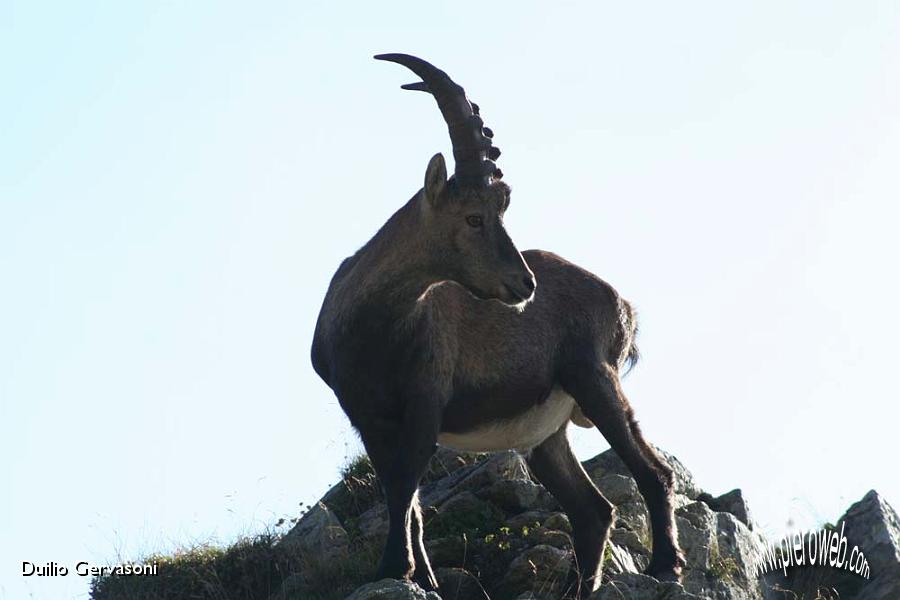 06 Stambecco al Passo di Salmurano.jpg